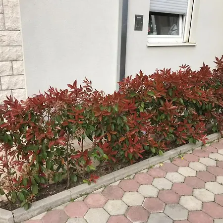 Mane トロギール